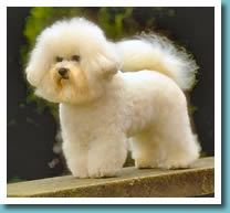 Bichon Frise