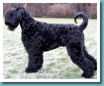 Black Russian Terrier
