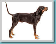 Black and Tan Coonhound