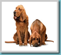 Bloodhound