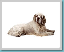 Clumber Spaniel