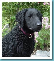 Curly-Coated Retriever