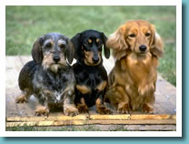 Dachshund