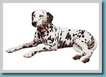 Dalmatian