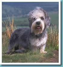 Dandie Dinmont Terrier