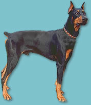 Doberman Pinscher