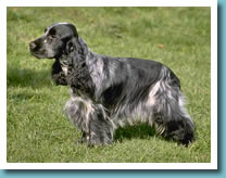 English Cocker Spaniel