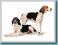 English Foxhound