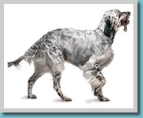 English Setter