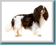 English Toy Spaniel