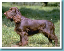 Field Spaniel