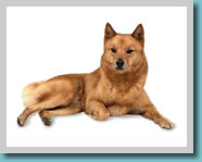 Finnish Spitz