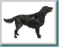 Flat-Coated Retriever