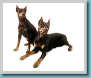 German Pinscher