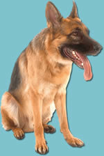 German Shepherd Dog