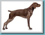 German Shorthaired Pointer