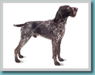German Wirehaired Pointer