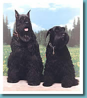 Giant Schnauzer