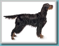 Gordon Setter