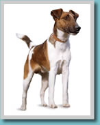 Fox Terrier (Smooth)