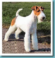 Fox Terrier (Wire)