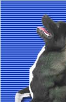 Akita