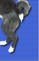 Akita