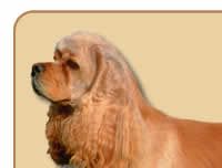 American Cocker Spaniel