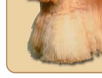 American Cocker Spaniel