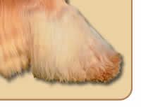 American Cocker Spaniel