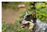 Australian Cattle Dog