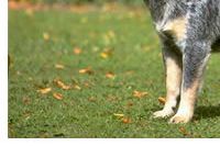 Australian Cattle Dog