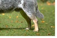 Australian Cattle Dog