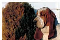 Basset Hound