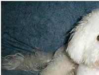 Bichon Frise