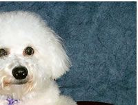 Bichon Frise
