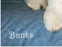 Bichon Frise