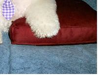 Bichon Frise