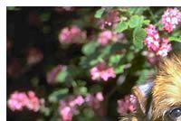 Brussels Griffon