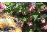 Brussels Griffon