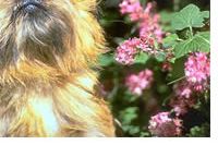 Brussels Griffon