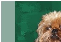 Brussels Griffon
