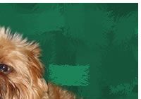 Brussels Griffon