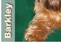 Brussels Griffon