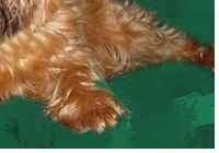Brussels Griffon