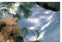 Chow Chow