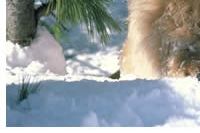 Chow Chow