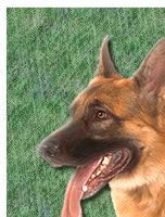 German Shepherd Dog