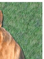 German Shepherd Dog