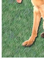 German Shepherd Dog